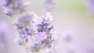 Blüten